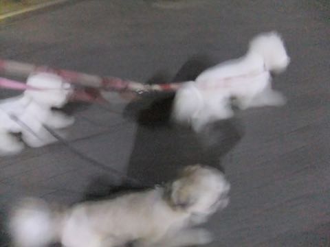 ビションフリーゼトリミング文京区フントヒュッテ駒込ビションフリーゼまるくカットトリミングサロン画像ビションフリーゼ大きく丸い頭画像ビション毛量東京_194.jpg