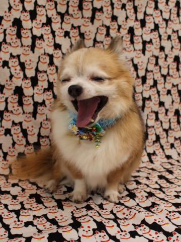 チワワトリミング文京区フントヒュッテチワワサマーカット画像ペットホテル東京ドッグホテル様子おさんぽ犬ホテル料金hundehutte駒込_148.jpg