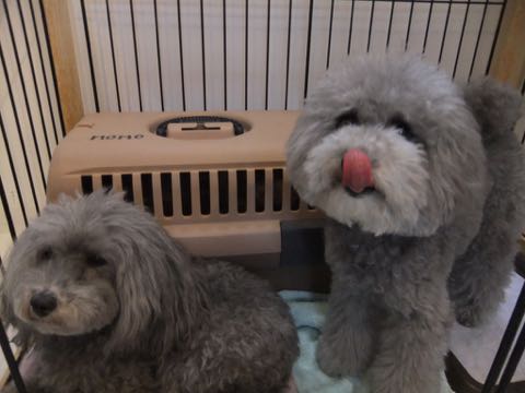 トイプードルトリミング都内フントヒュッテ駒込トイプーカット画像文京区犬歯磨き歯垢歯石除去ゼオライトデンタルケア東京ペットホテル犬ハーブパック効果_234.jpg