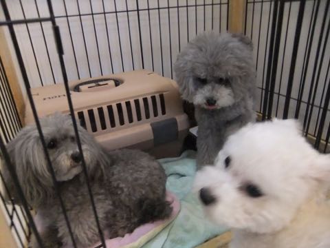 トイプードルトリミング都内フントヒュッテ駒込トイプーカット画像文京区犬歯磨き歯垢歯石除去ゼオライトデンタルケア東京ペットホテル犬ハーブパック効果_235.jpg
