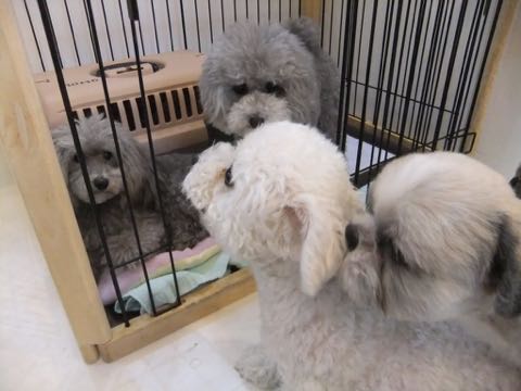 トイプードルトリミング都内フントヒュッテ駒込トイプーカット画像文京区犬歯磨き歯垢歯石除去ゼオライトデンタルケア東京ペットホテル犬ハーブパック効果_236.jpg