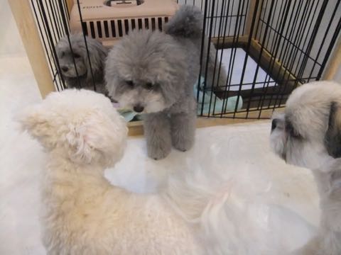 トイプードルトリミング都内フントヒュッテ駒込トイプーカット画像文京区犬歯磨き歯垢歯石除去ゼオライトデンタルケア東京ペットホテル犬ハーブパック効果_238.jpg