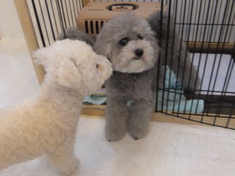 トイプードルトリミング都内フントヒュッテ駒込トイプーカット画像文京区犬歯磨き歯垢歯石除去ゼオライトデンタルケア東京ペットホテル犬ハーブパック効果_239.jpg