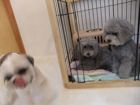 トイプードルトリミング都内フントヒュッテ駒込トイプーカット画像文京区犬歯磨き歯垢歯石除去ゼオライトデンタルケア東京ペットホテル犬ハーブパック効果_243.jpg