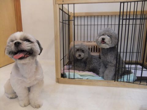 トイプードルトリミング都内フントヒュッテ駒込トイプーカット画像文京区犬歯磨き歯垢歯石除去ゼオライトデンタルケア東京ペットホテル犬ハーブパック効果_244.jpg