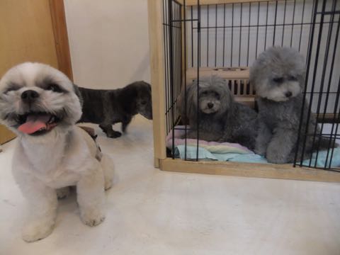 トイプードルトリミング都内フントヒュッテ駒込トイプーカット画像文京区犬歯磨き歯垢歯石除去ゼオライトデンタルケア東京ペットホテル犬ハーブパック効果_245.jpg