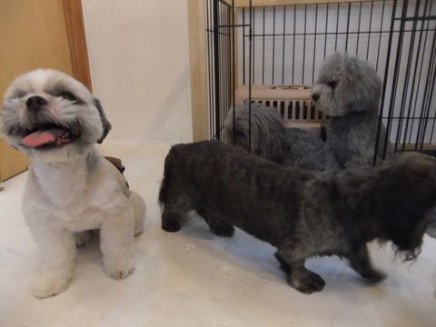 トイプードルトリミング都内フントヒュッテ駒込トイプーカット画像文京区犬歯磨き歯垢歯石除去ゼオライトデンタルケア東京ペットホテル犬ハーブパック効果_246.jpg