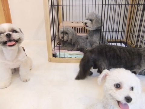 トイプードルトリミング都内フントヒュッテ駒込トイプーカット画像文京区犬歯磨き歯垢歯石除去ゼオライトデンタルケア東京ペットホテル犬ハーブパック効果_247.jpg