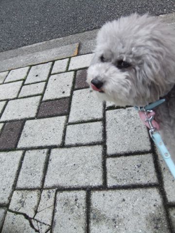 トイプードルトリミング都内フントヒュッテ駒込トイプーカット画像文京区犬歯磨き歯垢歯石除去ゼオライトデンタルケア東京ペットホテル犬ハーブパック効果_251.jpg