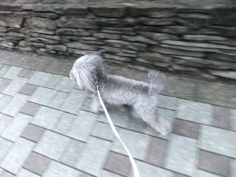 トイプードルトリミング都内フントヒュッテ駒込トイプーカット画像文京区犬歯磨き歯垢歯石除去ゼオライトデンタルケア東京ペットホテル犬ハーブパック効果_254.jpg