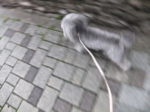 トイプードルトリミング都内フントヒュッテ駒込トイプーカット画像文京区犬歯磨き歯垢歯石除去ゼオライトデンタルケア東京ペットホテル犬ハーブパック効果_255.jpg
