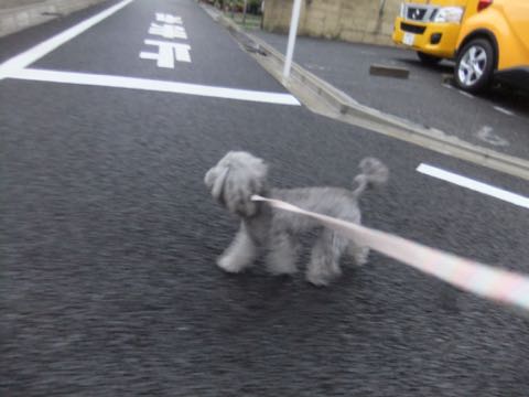 トイプードルトリミング都内フントヒュッテ駒込トイプーカット画像文京区犬歯磨き歯垢歯石除去ゼオライトデンタルケア東京ペットホテル犬ハーブパック効果_256.jpg