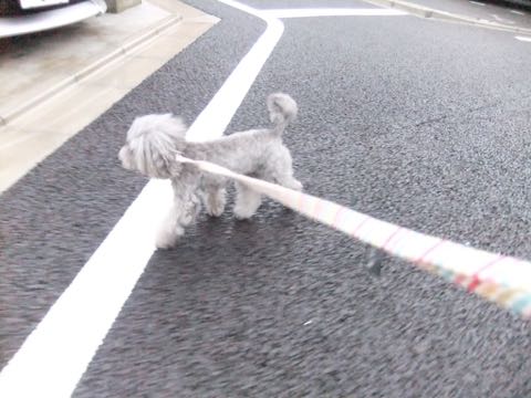 トイプードルトリミング都内フントヒュッテ駒込トイプーカット画像文京区犬歯磨き歯垢歯石除去ゼオライトデンタルケア東京ペットホテル犬ハーブパック効果_257.jpg