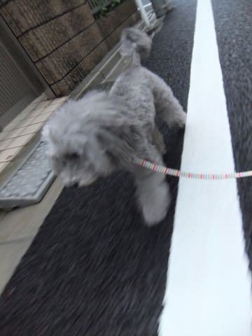 トイプードルトリミング都内フントヒュッテ駒込トイプーカット画像文京区犬歯磨き歯垢歯石除去ゼオライトデンタルケア東京ペットホテル犬ハーブパック効果_258.jpg