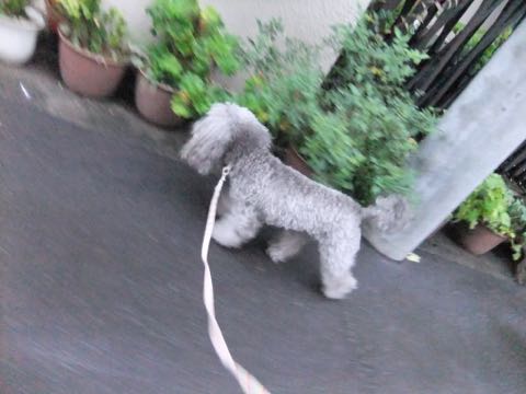 トイプードルトリミング都内フントヒュッテ駒込トイプーカット画像文京区犬歯磨き歯垢歯石除去ゼオライトデンタルケア東京ペットホテル犬ハーブパック効果_261.jpg