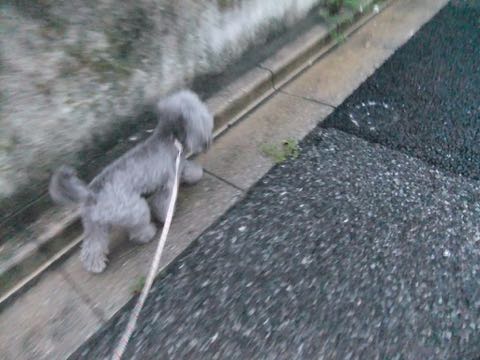 トイプードルトリミング都内フントヒュッテ駒込トイプーカット画像文京区犬歯磨き歯垢歯石除去ゼオライトデンタルケア東京ペットホテル犬ハーブパック効果_262.jpg