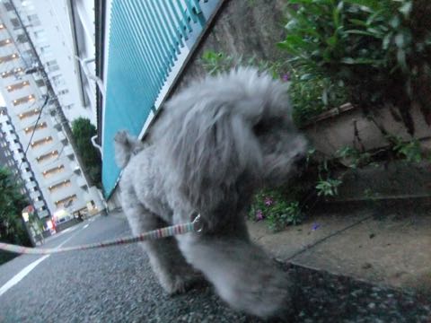 トイプードルトリミング都内フントヒュッテ駒込トイプーカット画像文京区犬歯磨き歯垢歯石除去ゼオライトデンタルケア東京ペットホテル犬ハーブパック効果_263.jpg