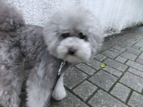 トイプードルトリミング都内フントヒュッテ駒込トイプーカット画像文京区犬歯磨き歯垢歯石除去ゼオライトデンタルケア東京ペットホテル犬ハーブパック効果_266.jpg