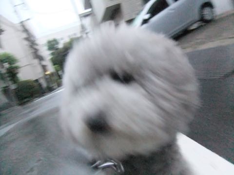 トイプードルトリミング都内フントヒュッテ駒込トイプーカット画像文京区犬歯磨き歯垢歯石除去ゼオライトデンタルケア東京ペットホテル犬ハーブパック効果_267.jpg