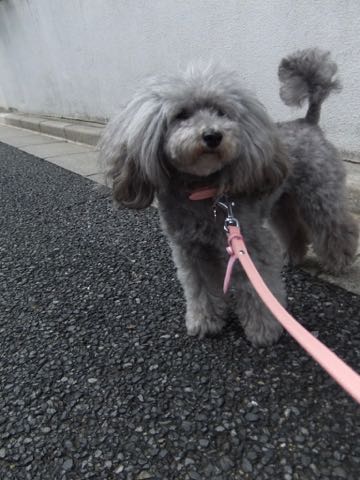 トイプードルトリミング都内フントヒュッテ駒込トイプーカット画像文京区犬歯磨き歯垢歯石除去ゼオライトデンタルケア東京ペットホテル犬ハーブパック効果_269.jpg