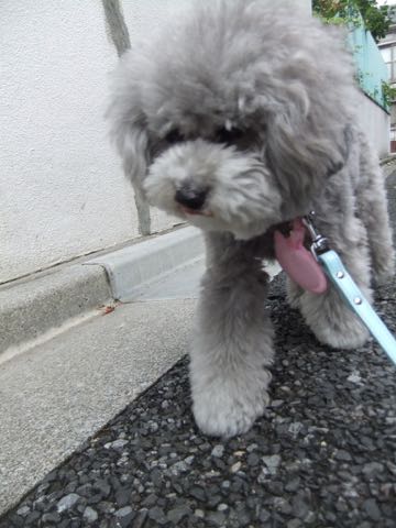 トイプードルトリミング都内フントヒュッテ駒込トイプーカット画像文京区犬歯磨き歯垢歯石除去ゼオライトデンタルケア東京ペットホテル犬ハーブパック効果_270.jpg