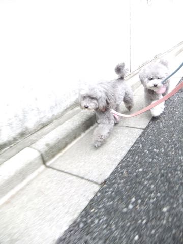 トイプードルトリミング都内フントヒュッテ駒込トイプーカット画像文京区犬歯磨き歯垢歯石除去ゼオライトデンタルケア東京ペットホテル犬ハーブパック効果_271.jpg