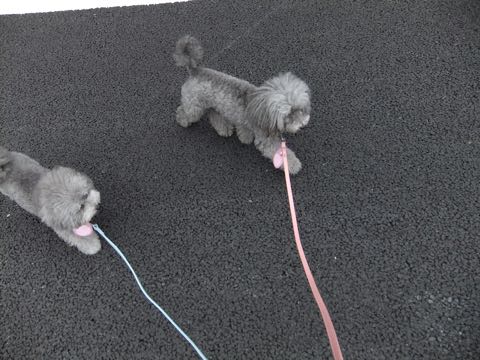 トイプードルトリミング都内フントヒュッテ駒込トイプーカット画像文京区犬歯磨き歯垢歯石除去ゼオライトデンタルケア東京ペットホテル犬ハーブパック効果_273.jpg
