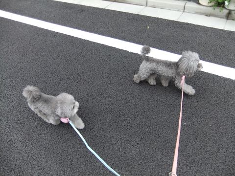 トイプードルトリミング都内フントヒュッテ駒込トイプーカット画像文京区犬歯磨き歯垢歯石除去ゼオライトデンタルケア東京ペットホテル犬ハーブパック効果_274.jpg