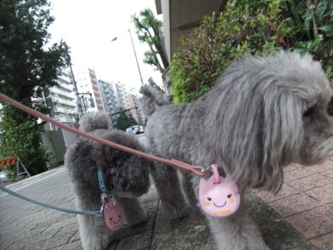 トイプードルトリミング都内フントヒュッテ駒込トイプーカット画像文京区犬歯磨き歯垢歯石除去ゼオライトデンタルケア東京ペットホテル犬ハーブパック効果_275.jpg