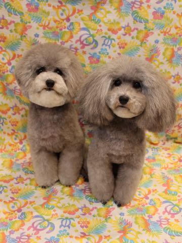 トイプードルトリミング都内フントヒュッテ駒込トイプーカット画像文京区犬歯磨き歯垢歯石除去ゼオライトデンタルケア東京ペットホテル犬ハーブパック効果_276.jpg