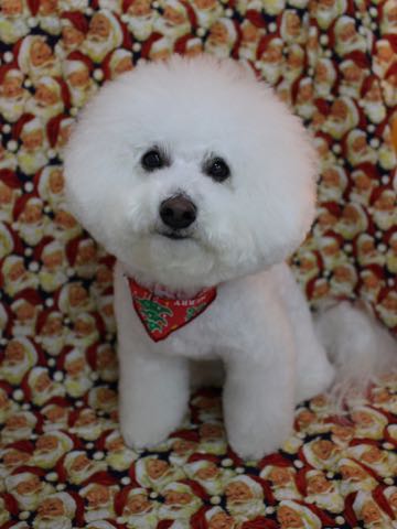 ビションフリーゼトリミング文京区フントヒュッテ駒込hundehutte東京かわいいビションフリーゼ画像ビションフリーゼトリミングサロン都内フントヒュッテ場所_55.jpg