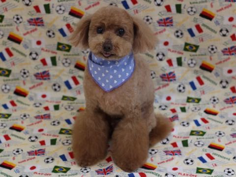 トイ・プードルトリミング文京区フントヒュッテ駒込トイプーカット画像犬歯垢歯石除去歯磨きゼオライトデンタルケア東京hundehutte_93.jpg