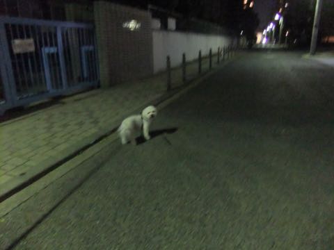 ビションフリーゼトリミングフントヒュッテビションカットスタイルモデル犬画像ビションフリーゼトリミングサロン東京ビションhundehutteビションベアカット_65.jpg