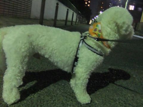 ビションフリーゼトリミングフントヒュッテビションカットスタイルモデル犬画像ビションフリーゼトリミングサロン東京ビションhundehutteビションベアカット_66.jpg
