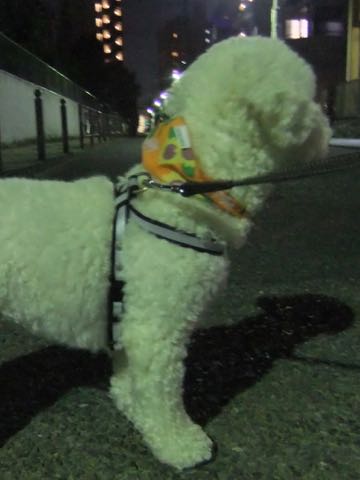 ビションフリーゼトリミングフントヒュッテビションカットスタイルモデル犬画像ビションフリーゼトリミングサロン東京ビションhundehutteビションベアカット_67.jpg