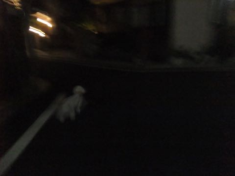 ビションフリーゼトリミングフントヒュッテビションカットスタイルモデル犬画像ビションフリーゼトリミングサロン東京ビションhundehutteビションベアカット_68.jpg