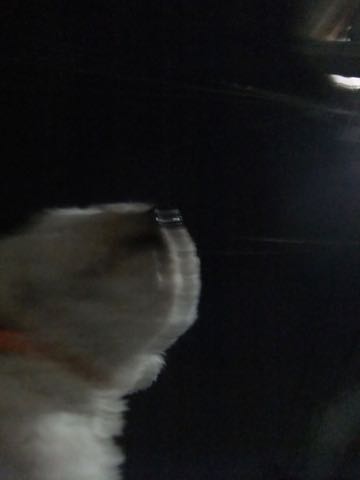 ビションフリーゼトリミングフントヒュッテビションカットスタイルモデル犬画像ビションフリーゼトリミングサロン東京ビションhundehutteビションベアカット_70.jpg