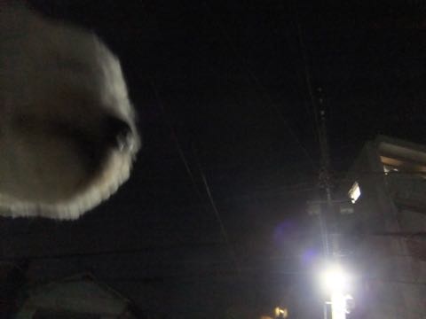 ビションフリーゼトリミングフントヒュッテビションカットスタイルモデル犬画像ビションフリーゼトリミングサロン東京ビションhundehutteビションベアカット_71.jpg