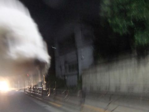 ビションフリーゼトリミングフントヒュッテビションカットスタイルモデル犬画像ビションフリーゼトリミングサロン東京ビションhundehutteビションベアカット_72.jpg