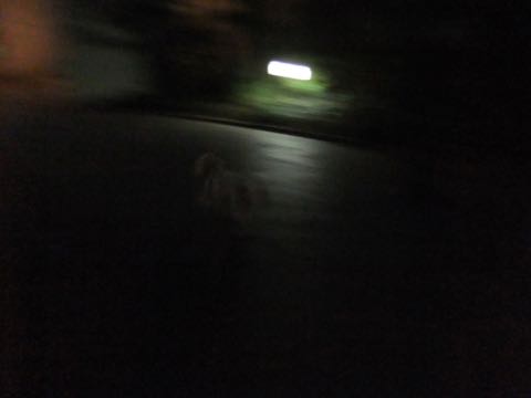 ビションフリーゼトリミングフントヒュッテビションカットスタイルモデル犬画像ビションフリーゼトリミングサロン東京ビションhundehutteビションベアカット_81.jpg