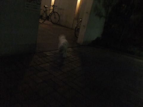 ビションフリーゼトリミングフントヒュッテビションカットスタイルモデル犬画像ビションフリーゼトリミングサロン東京ビションhundehutteビションベアカット_82.jpg