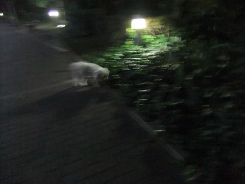 ビションフリーゼトリミングフントヒュッテビションカットスタイルモデル犬画像ビションフリーゼトリミングサロン東京ビションhundehutteビションベアカット_85.jpg