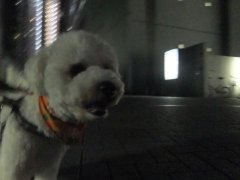 ビションフリーゼトリミングフントヒュッテビションカットスタイルモデル犬画像ビションフリーゼトリミングサロン東京ビションhundehutteビションベアカット_87.jpg