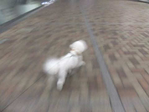 ビションフリーゼトリミングフントヒュッテビションカットスタイルモデル犬画像ビションフリーゼトリミングサロン東京ビションhundehutteビションベアカット_88.jpg