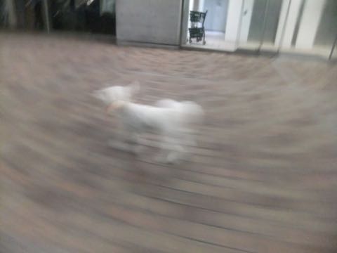 ビションフリーゼトリミングフントヒュッテビションカットスタイルモデル犬画像ビションフリーゼトリミングサロン東京ビションhundehutteビションベアカット_89.jpg