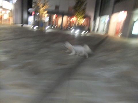 ビションフリーゼトリミングフントヒュッテビションカットスタイルモデル犬画像ビションフリーゼトリミングサロン東京ビションhundehutteビションベアカット_91.jpg