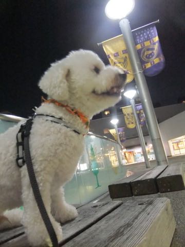 ビションフリーゼトリミングフントヒュッテビションカットスタイルモデル犬画像ビションフリーゼトリミングサロン東京ビションhundehutteビションベアカット_93.jpg