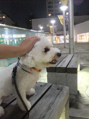 ビションフリーゼトリミングフントヒュッテビションカットスタイルモデル犬画像ビションフリーゼトリミングサロン東京ビションhundehutteビションベアカット_96.jpg