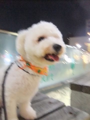 ビションフリーゼトリミングフントヒュッテビションカットスタイルモデル犬画像ビションフリーゼトリミングサロン東京ビションhundehutteビションベアカット_98.jpg