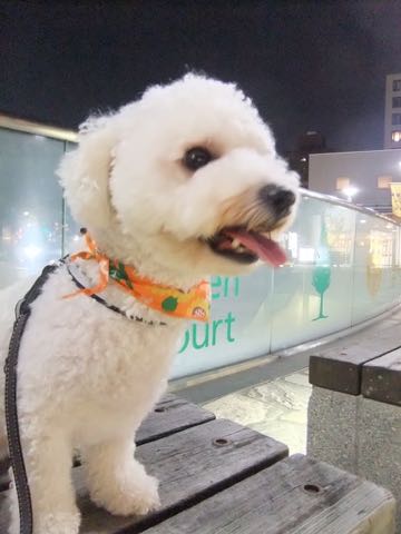 ビションフリーゼトリミングフントヒュッテビションカットスタイルモデル犬画像ビションフリーゼトリミングサロン東京ビションhundehutteビションベアカット_99.jpg